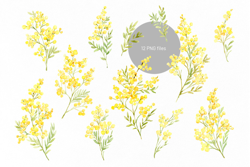 watercolor-yellow-mimosa-branches-png
