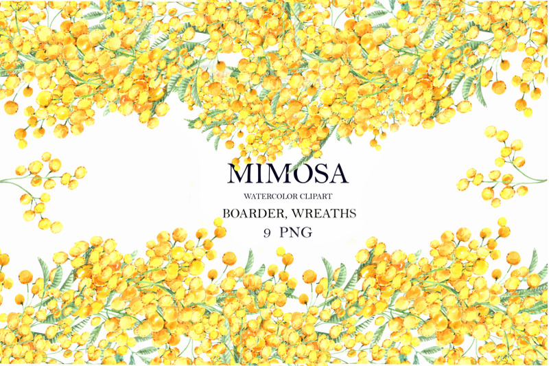 spring-mimosa