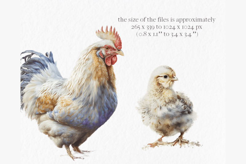 village-chickens-watercolor-clipart-png