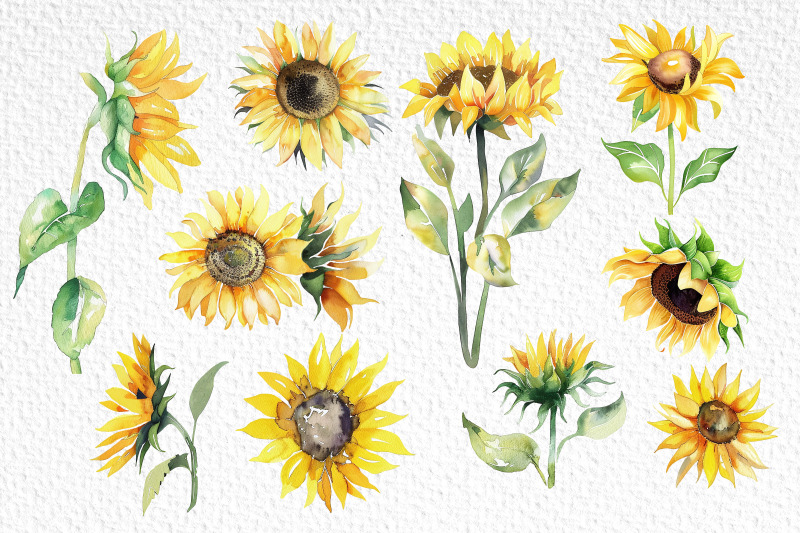 sunflowers-watercolor-clipart-10-sunflowers-elements-summer-flowers