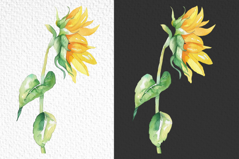 sunflowers-watercolor-clipart-10-sunflowers-elements-summer-flowers