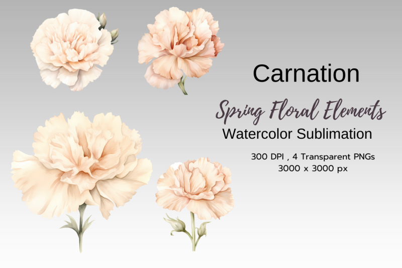 carnation-spring-floral-watercolor-sublimation-png