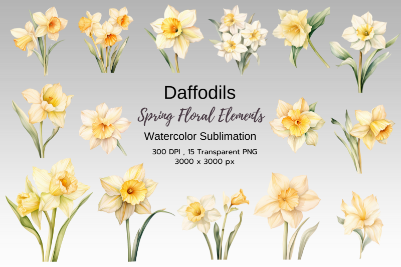 daffodil-spring-floral-watercolor-sublimation-clipart