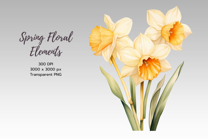 daffodil-spring-floral-watercolor-sublimation-clipart