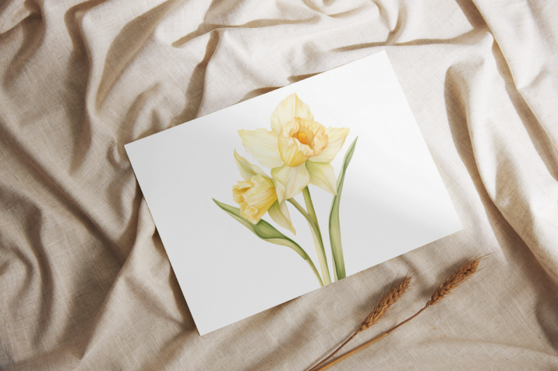 daffodil-spring-floral-watercolor-sublimation-clipart