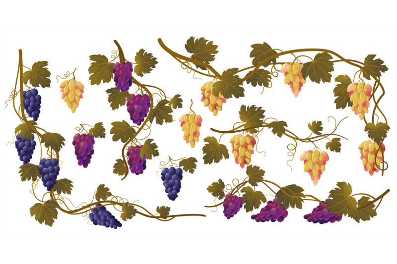 grape-vine-cartoon-grape-bunches-and-leaves-organic-natural-wine-ing