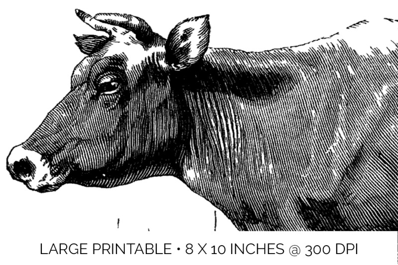 cow-clipart-black-and-white