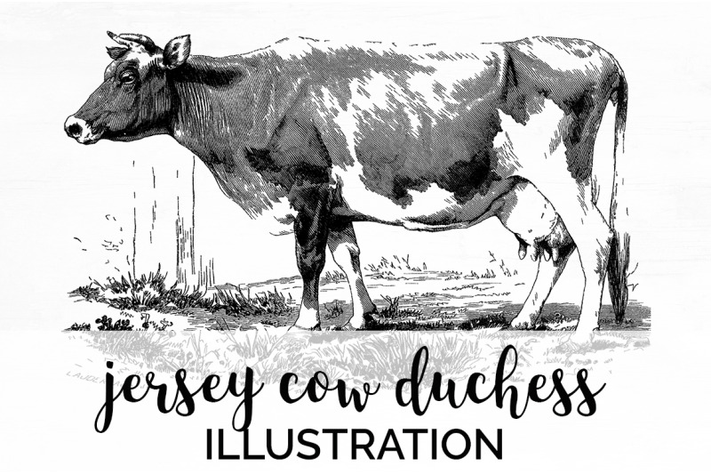 cow-clipart-black-and-white