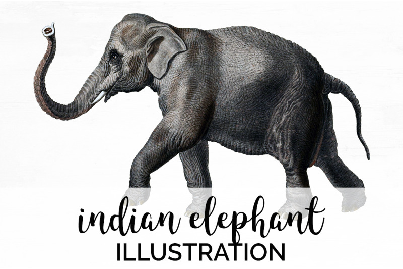 elephant-clipart