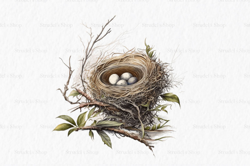 nests-watercolor-clipart