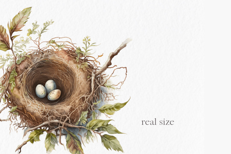 nests-watercolor-clipart