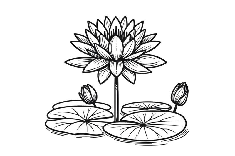 waterlily-flower-simple-line-drawing