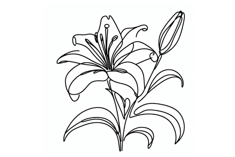 lily-flower-blooming-one-continuous-line-art-drawing-vector