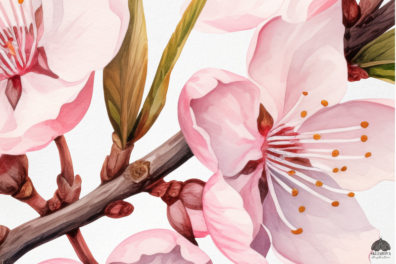 watercolor-sakura-clipart
