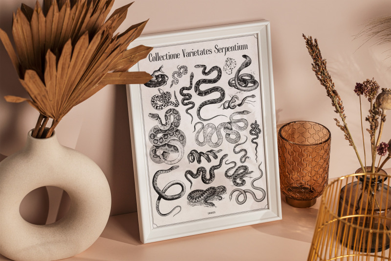 vintage-snake-wall-art-prints-digital-print-snakes-collection-in-lat