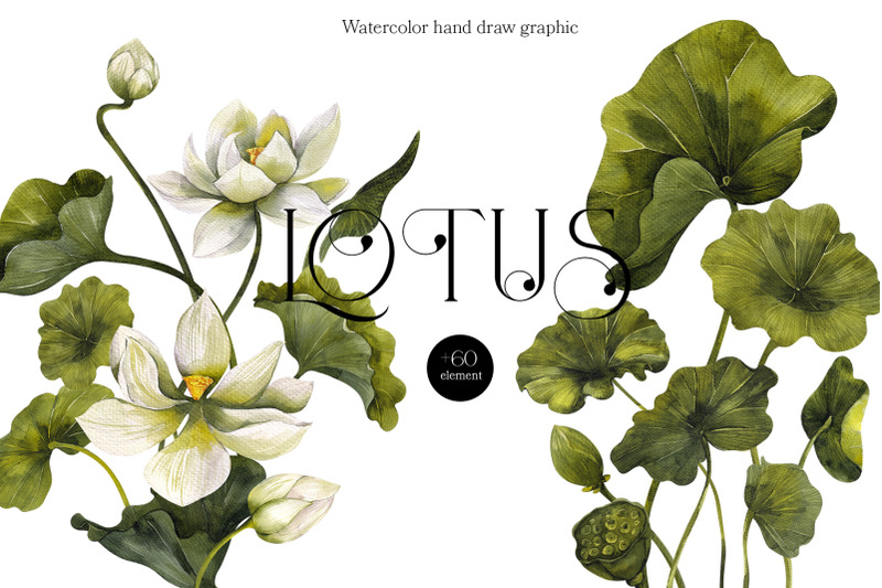 lotus-watercolor-hand-draw-graphic