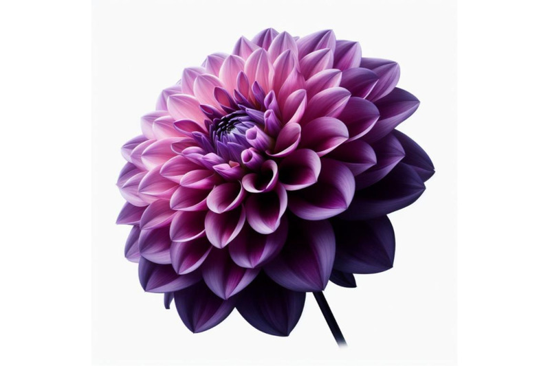 12-purple-dahlia-flower-isolated-bundle