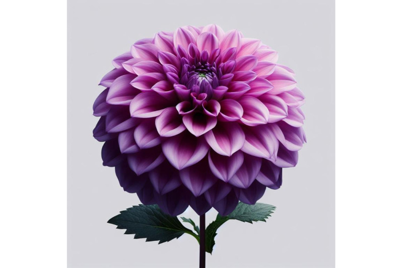 12-purple-dahlia-flower-isolated-bundle