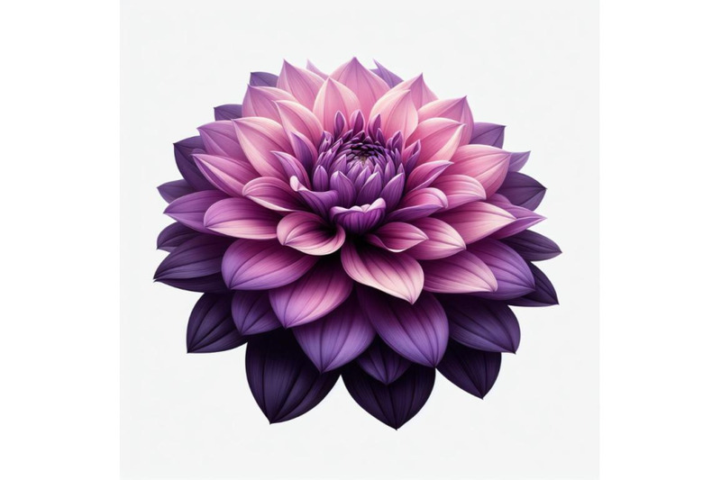 12-purple-dahlia-flower-isolated-bundle