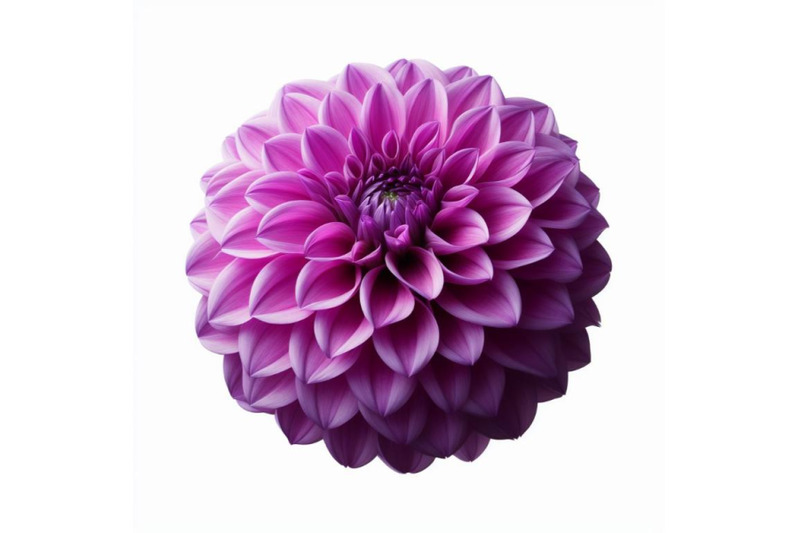 12-purple-dahlia-flower-isolated-bundle