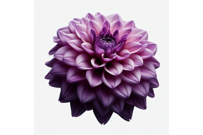 12-purple-dahlia-flower-isolated-bundle