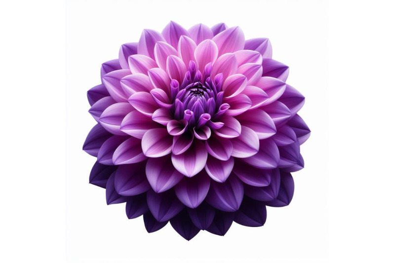 12-purple-dahlia-flower-isolated-bundle