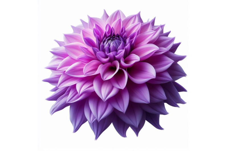 12-purple-dahlia-flower-isolated-bundle