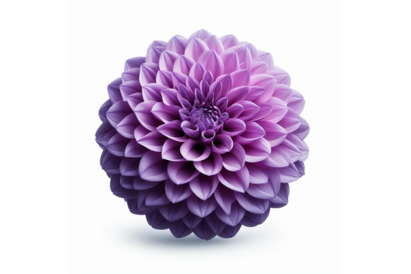 12-purple-dahlia-flower-isolated-bundle