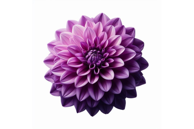 12-purple-dahlia-flower-isolated-bundle