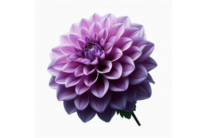 12-purple-dahlia-flower-isolated-bundle