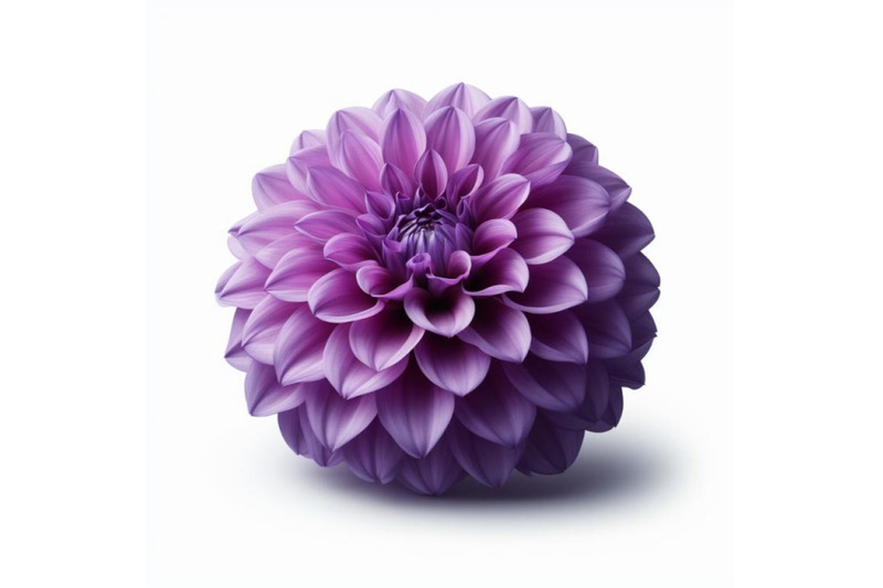 12-purple-dahlia-flower-isolated-bundle