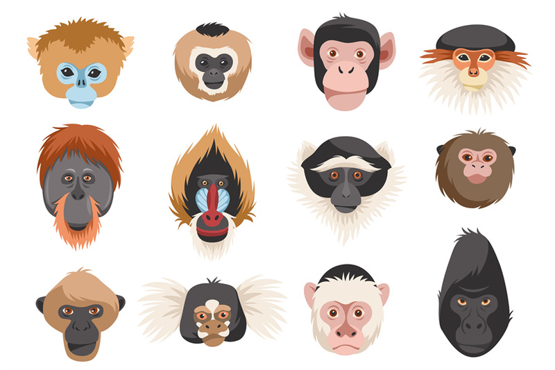 monkeys-heads-different-breeds-primates-portraits-funny-exotic-anima