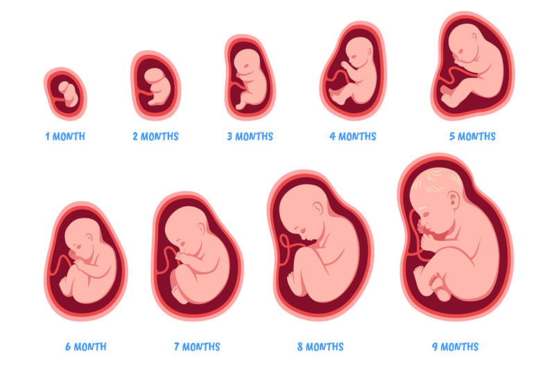 stages-of-pregnancy-fetal-development-process-human-embryo-growth-cy