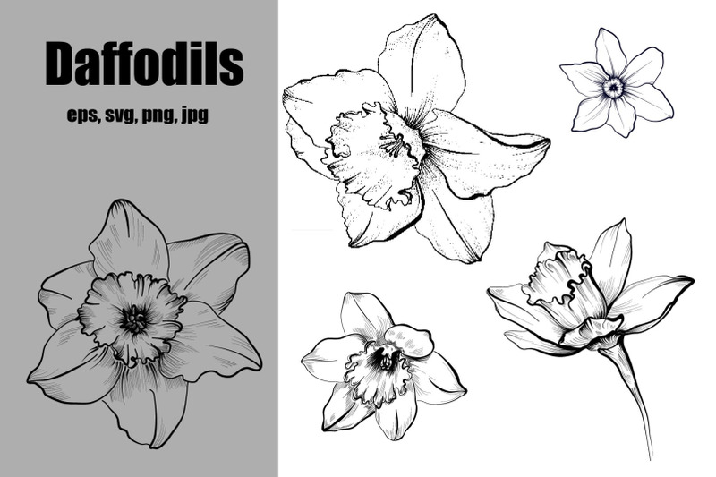 daffodils-hand-drawing-set