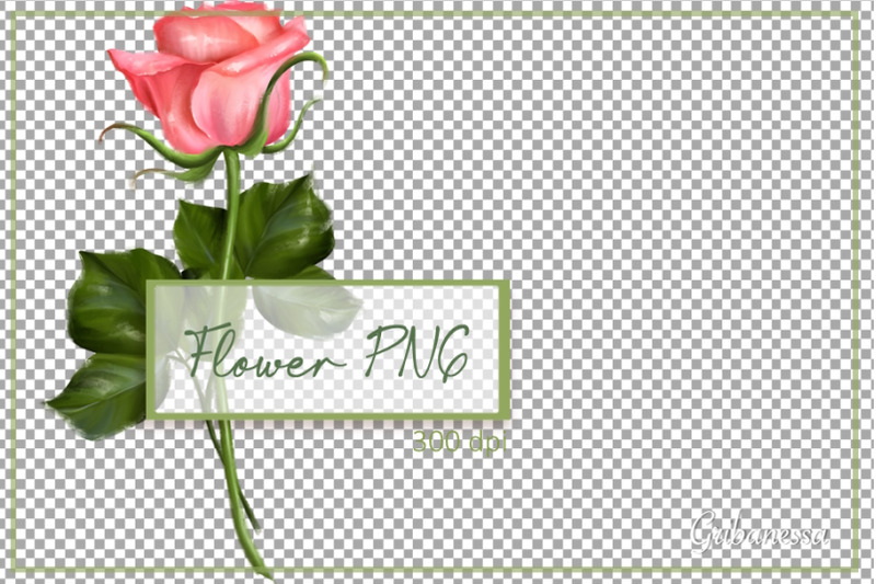 single-rose-clipart-floral-png-hand-drawn-flower