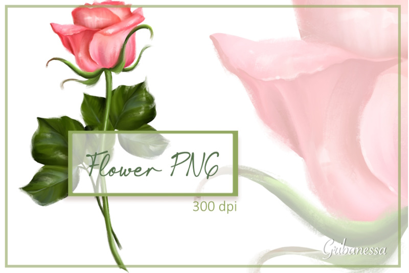 single-rose-clipart-floral-png-hand-drawn-flower