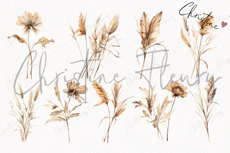 watercolor-pampas-grass-clipart