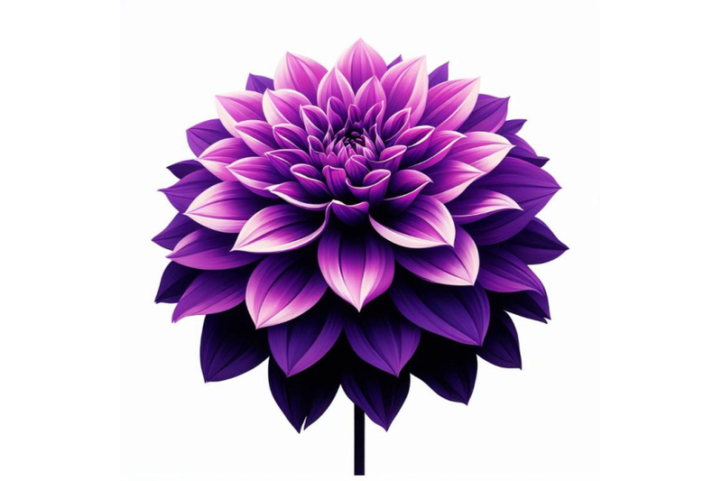 4-purple-dahlia-flower-isolated-on-white-background