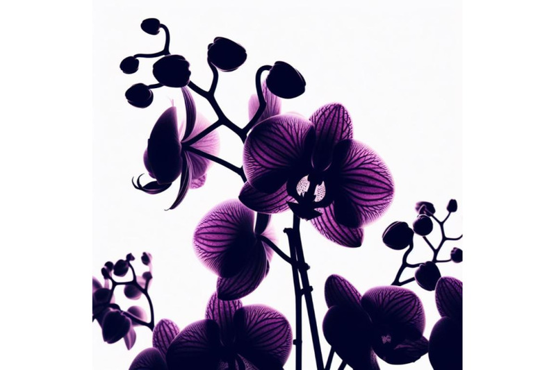 4-purple-orchid-isolated-on-white-background