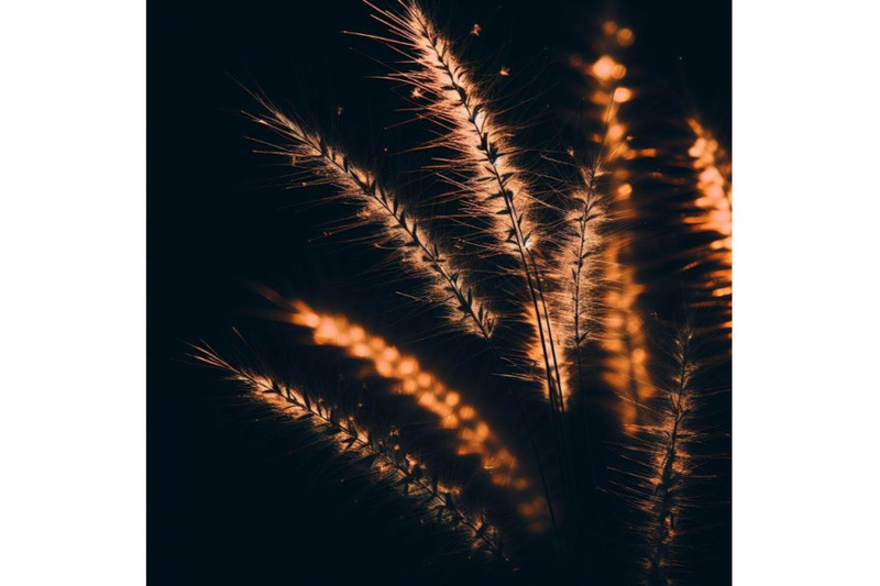 4-close-up-of-grass-plant