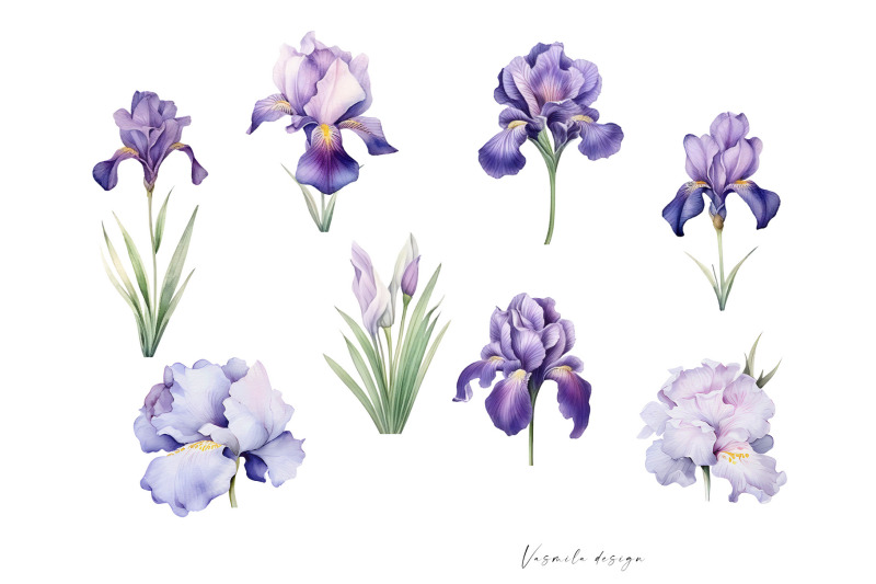 iris-flowers