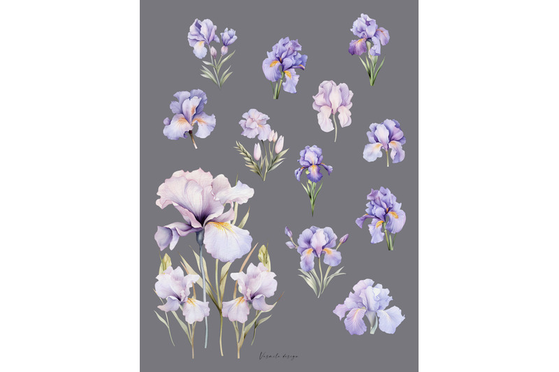 iris-flowers