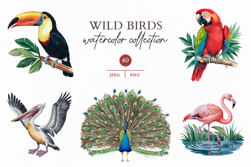 wild-birds