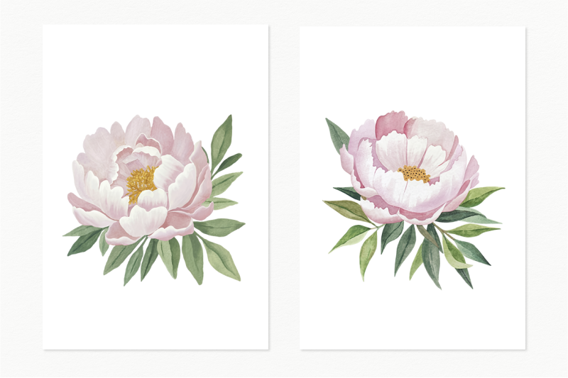 blushing-peonies