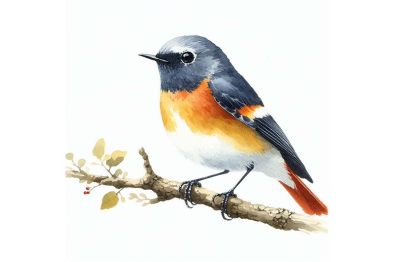 bundle-of-american-redstart-bird-watercolor-painting-white-background