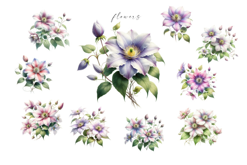 clematis-flowers