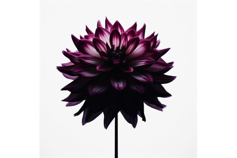 bundle-of-purple-dahlia-flower-isolated