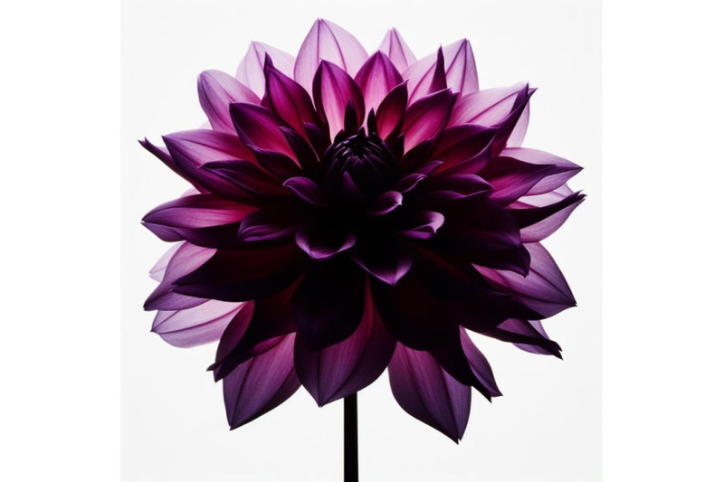 bundle-of-purple-dahlia-flower-isolated