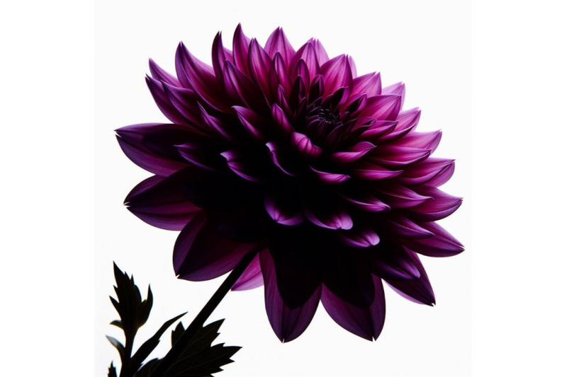 bundle-of-purple-dahlia-flower-isolated