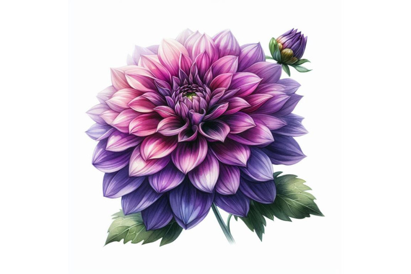 a-bundle-of-watercolor-purple-dahlia-flower-isolated-on-white-backgrou